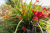 Common Garden Canna, Canna generalis Cannova 'Bronze Scarlet' F1 and Giant Montbretia, Crocosmia masoniorum 'Orangerot', flowers