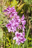 Scented leaf Pelargonium, Pelargonium cucullatum ssp. cucullatum, flowers