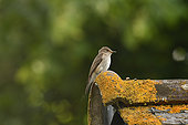 Spotted flycatcher (Muscicapa striata) on roof, Brittany, France