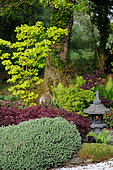Jardin japonais du Moulin de la Lande avec au premier plan Hebe, puis Acer palmatum 'Inaba Shidare' et Acer shirawazanum 'Aureum', Bretagne, France
