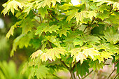 Japanese vine maple, Acer japonicum 'vitifolium', foliage