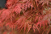 Japanese maple, Acer palmatum 'Ornatum', foliage