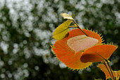 Henry's linden, Tilia henryana, leaves