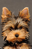 Yorkshire puppy, two months old