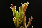 Carnivorous plant Heliamphora (Heliamphora sp)