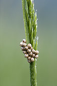 Eggs laying on a grass stem, Fouzon meadow, Loir et Cher, France