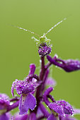 Grasshopper waiting on an Orchid, Prairie du Fouzon, Loir et Cher, France