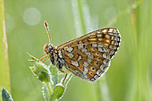 Glanville Fritillary (Melitaea cinxia) waiting to warm up and take flight, Prairies du Fouzon, Loir et Cher, France