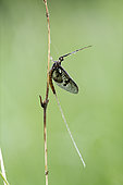 Mayfly nymph on a grass of the Prairies of Fouzon, Loir et Cher, France