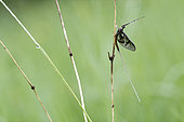 Mayfly nymph on a grass of the Prairies of Fouzon, Loir et Cher, France
