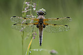 Four-spotted skimmer (Libellula quadrimaculata) on a grass stem waiting to warm up and take flight, Commune de Couffy, Loir et Cher, France