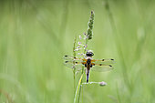 Four-spotted skimmer (Libellula quadrimaculata) on a grass stem waiting to warm up and take flight, Commune de Couffy, Loir et Cher, France