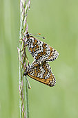 Glanville Fritillary (Melitaea cinxia) mating on a grass stem, commune of Couffy, Loir et Cher, France