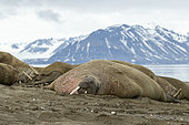 Sleeping Atlantic walrus male, (Odobenus rosmarus), Poolepyinten, Spitsbergen, Svalbard archipelago, Norway, Arctic Ocean