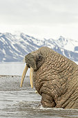 Atlantic walrus male, (Odobenus rosmarus), Poolepyinten, Spitsbergen, Svalbard archipelago, Norway, Arctic Ocean