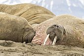 Atlantic walrus resting on the beach (Odobenus rosmarus), Poolepyinten, Spitsbergen, Svalbard archipelago, Norway, Arctic Ocean