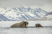 Two Atlantic walruses (Odobenus rosmarus), playing in the water at Poolepyinten, Spitsbergen, Svalbard archipelago, Norway, Arctic Ocean
