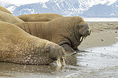 Two Atlantic walruses resting on the beach (Odobenus rosmarus), Poolepyinten, Spitsbergen, Svalbard archipelago, Norway, Arctic Ocean
