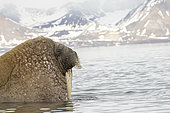 Portrait of Atlantic walrus male, (Odobenus rosmarus), Poolepyinten, Spitsbergen, Svalbard archipelago, Norway, Arctic Ocean