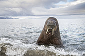Atlantic walrus (Odobenus rosmarus) with its most prominent feature the long tusks, coming close to check the photographer, Spitsbergen, Svalbard, Norwegian archipelago, Norway, Arctic Ocean