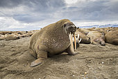 Atlantic walrus (Odobenus rosmarus) on the beach with its most prominent feature the long tusks, Spitsbergen, Svalbard, Norwegian archipelago, Norway, Arctic Ocean