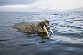 Atlantic walrus male, (Odobenus rosmarus), in the water yawning, Poolepyinten, Spitsbergen, Svalbard archipelago, Norway, Arctic Ocean