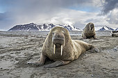 Atlantic walrus (Odobenus rosmarus) on the beach with its most prominent feature the long tusks, Spitsbergen, Svalbard, Norwegian archipelago, Norway, Arctic Ocean