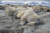 Atlantic walrus resting on the beach (Odobenus rosmarus), Poolepyinten, Spitsbergen, Svalbard archipelago, Norway, Arctic Ocean