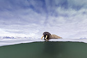 Split image of Atlantic walrus male, (Odobenus rosmarus), playing in the water at Poolepyinten, Spitsbergen, Svalbard archipelago, Norway, Arctic Ocean