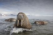 Atlantic walrus (Odobenus rosmarus) with its most prominent feature the long tusks, coming close to check the photographer, Spitsbergen, Svalbard, Norwegian archipelago, Norway, Arctic Ocean