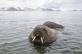 Atlantic walrus male, (Odobenus rosmarus), Poolepyinten, Spitsbergen, Svalbard archipelago, Norway, Arctic Ocean