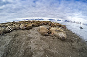 Atlantic walruses resting on the beach (Odobenus rosmarus), Poolepyinten, Spitsbergen, Svalbard archipelago, Norway, Arctic Ocean