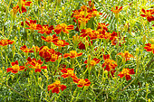 Signet Marigold 'Red Gem', Tagetes tenuifolia ‘Red Gem’, flowers