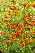Signet Marigold 'Red Gem', Tagetes tenuifolia ‘Red Gem’, flowers