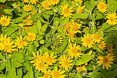 Butter Daisy, Melampodium paludosum 'Showstar', flowers