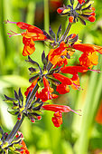 Scarlet Sage, Salvia Coccinea 'Grand Sage', flowers