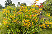 Hybrid Crocosmia, Crocosmia 'Walberton Yellow', in bloom