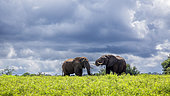 Two African bush elephant (Loxodonta africana) in yellow flowers meadow in Kruger National park, South Africa