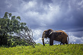 African bush elephant (Loxodonta africana) in yellow flowers meadow and cloudy sky in Kruger National park, South Africa