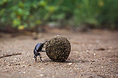Dung beetle (Scarabaeus viettei) rolling elephant feces ball in Kruger National park, South Africa