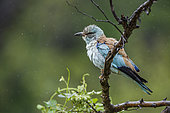 European Roller (Coracias garrulus) grooming under the rain isolated in natural background in Kruger National park, South Africa