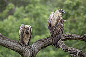 Hooded vulture (Necrosyrtes monachus) and White backed Vulture (Gyps africanus) under the rain in Kruger National park, South Africa