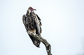 Hooded vulture (Necrosyrtes monachus) isolated in white background in Kruger National park, South Africa