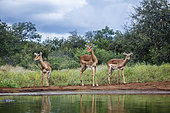 Group of Common Impala (Aepyceros melampus) drinking at waterhole in Kruger National park, South Africa