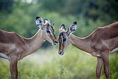 Two young Common Impala (Aepyceros melampus) bonding in Kruger National park, South Africa