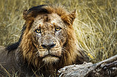 African lion (Panthera leo) male portrait front view in Kruger National park, South Africa