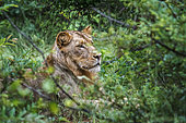 African lion (Panthera leo) young male portrait hiding in the bush in Kruger National park, South Africa