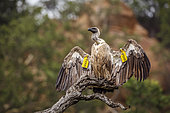 White backed Vulture (Gyps africanus) spreading wings under rain in Kruger National park, South Africa