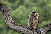 White backed Vulture (Gyps africanus) standing on a log under the rain in Kruger National park, South Africa