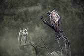 Two White backed Vulture (Gyps africanus) standing on a log under the rain in Kruger National park, South Africa